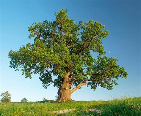 Albero di Rovere