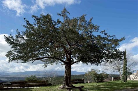 Albero di Tasso