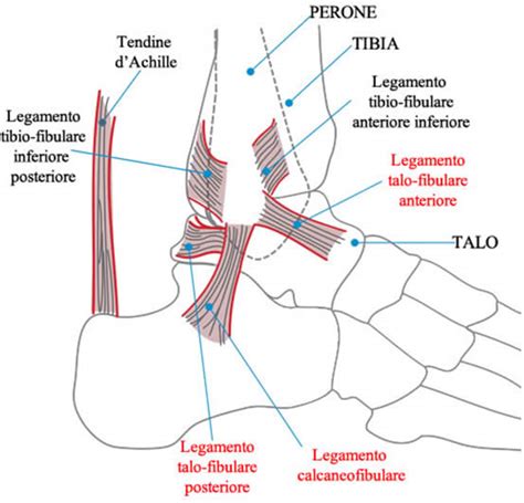 Anatomia del malleolo peroneale