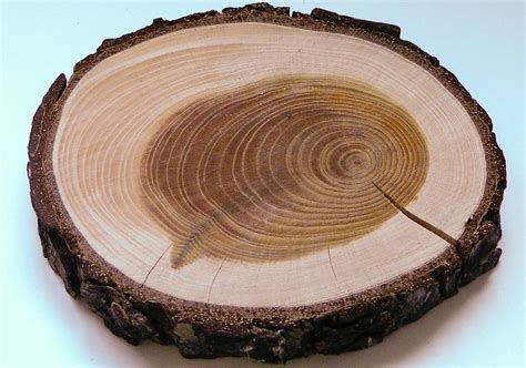 Anelli di accrescimento del legno