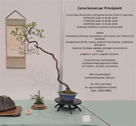 Avvolgimento bonsai