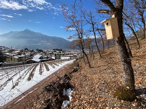 Cassette nido installate a Trento