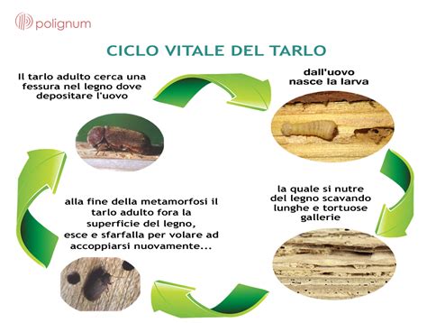 Ciclo di vita dei tarli