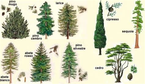 Conifere e Latifoglie