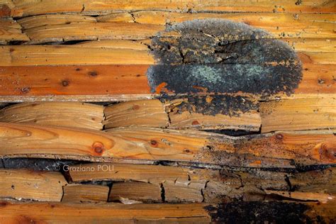 Danni da funghi su pavimento in legno