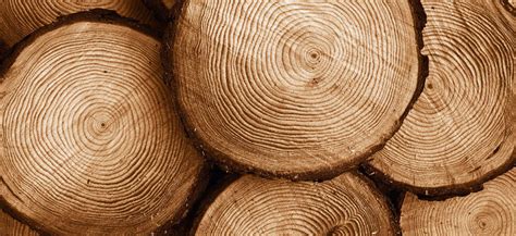 Durabilità del legno