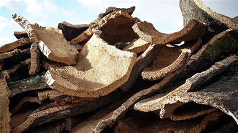 Estrazione del sughero