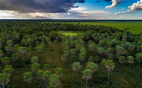 Foresta del Gran Chaco