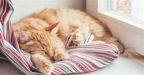 Gatto che dorme su un tiragraffi