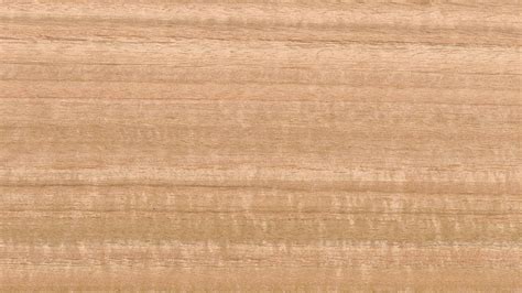 Legno di Eucalipto Americano