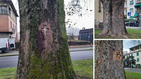 Macchie sui tronchi degli alberi