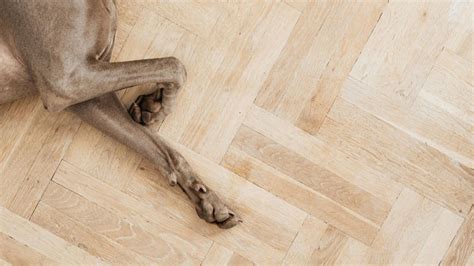 Parquet e animali domestici