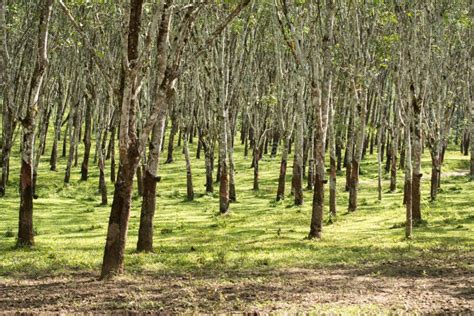 Piantagione di alberi della gomma
