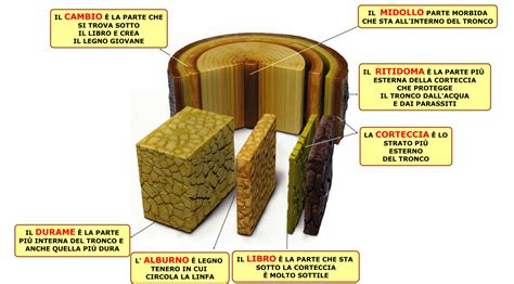 Processo di termotrattamento del legno