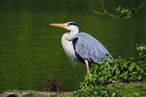 Sedute Heron