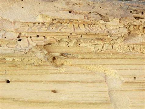 Segni di tarli del legno