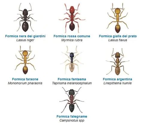 Specie di formiche del legno