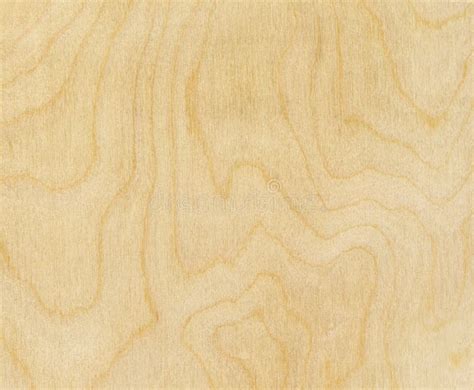 Struttura del legno di betulla