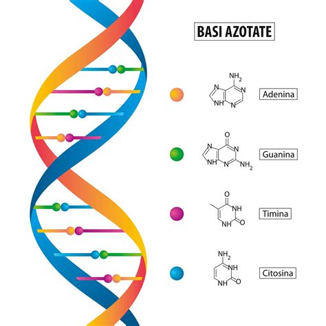 Struttura di base