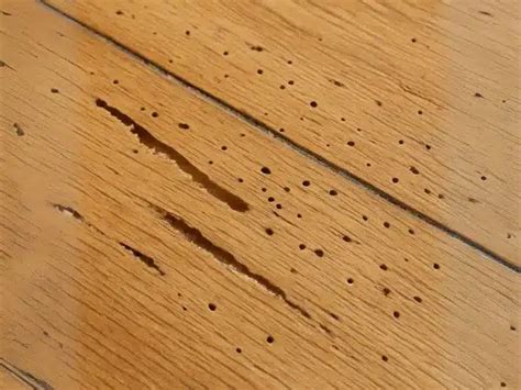 Tarlo del legno su parquet