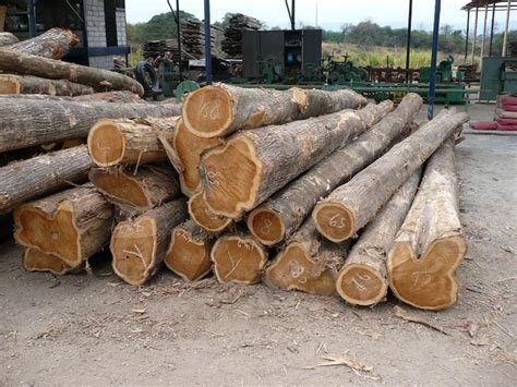 Tronchi di Teak